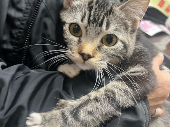 可愛い子猫がいっぱいいます🐱🐱🐱💕