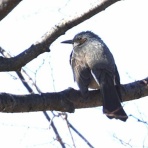 ヨウコの川歩き