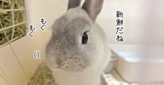 うさぎのルリ(7/2追記)