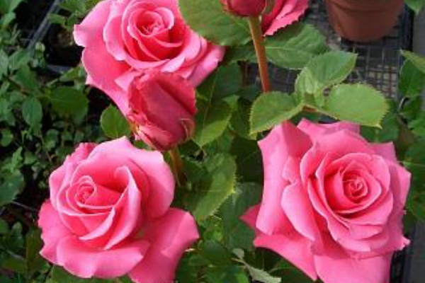 ピンクパンサーという名のバラ ガーデニングモットー 最小の努力で最大の効果を ガーデニングモットー 最小の努力で最大の効果を