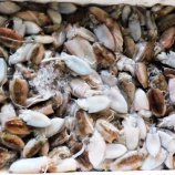 『ニーズの泉(4150回記念)(4)』の画像