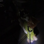 柴わんこと暮らす日々