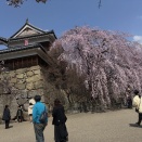 いよいよ春到来、上田市城址公園の５分咲きしだれ桜
