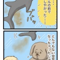 イルカの洗礼