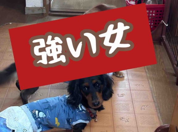 我が家のひよこ🐣組。