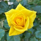 バラ🌹