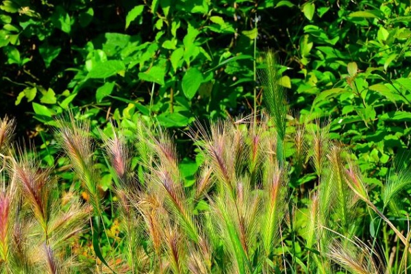 綾瀬の風物詩 帰化植物