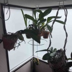 タガメとタナゴ、ちょっと家庭菜園のblog