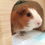 もんの闘病日記