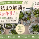 観葉植物の植え替え完了！根詰まり解消でスッキリ｜多肉植物の整理とベランダガーデニング記録