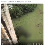 わんこーる速報！