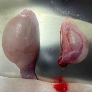 風の動物病院のブログ