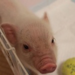 ブタ飼いはじめたけど見る？