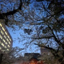 4月6日（月）は臨時休業となります＆今週もお世話になりました。