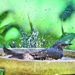 野鳥の観察を都内で