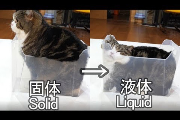 いぬねこ癒やし無料動画ちゃんねる 猫