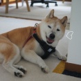 シニア犬のパターンを確認しながら…
