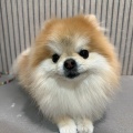 トリミングブログ・SS・ポメラニアン・ゆずちゃん