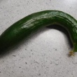 今日の収穫　キュウリ