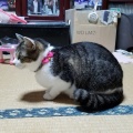 ビビりさんは スカンクにw