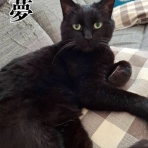 cat cafe Prince