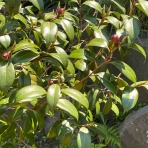    のぶちゃんのぴくにっく～♪(●^o^●)