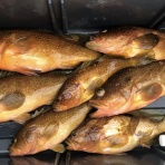 中澤さかな晴釣雨読日記