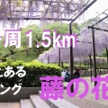 池一周1.5km藤の花づくし【蓮華寺池公園ふじまつり】