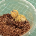 【新入荷！！エジプトとベトナムから奇蟲が来てます🐝】