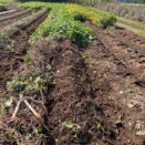 シルクスイートを掘る