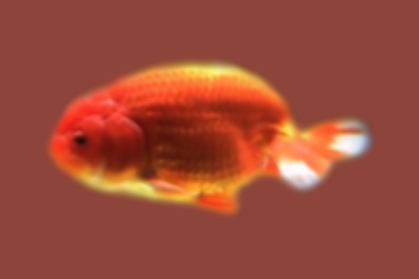 金魚一筋 100 金魚飼育ガイド