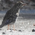 トラツグミが雪道を歩いてた2/10