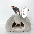 今日は許されなかった