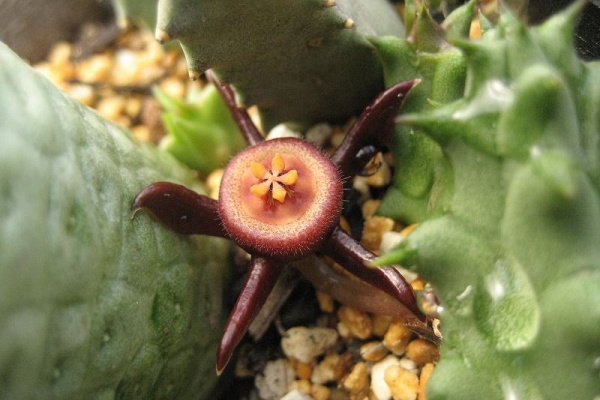 やっぱここがエエねん ガガイモ