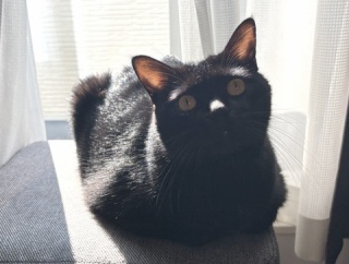 【猫写真】アヤちゃんのハの字眉毛