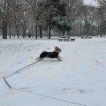 愛犬と雪散歩して、トリミング。*\(^o^)/*