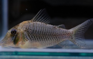 『8月27日(日)熱帯魚入荷情報✨』の画像