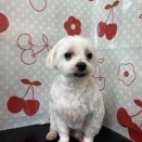 トリミングのお客様(7・8日)