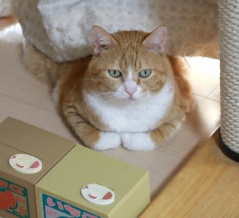 伸びた爪を隠す猫。