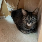 家をさがすのじゃ～～～～