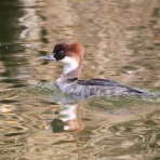 治水緑地の野鳥日記