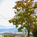 函館 墓のある坂道