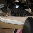 家の猫さん