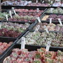 韓国苗入荷リスト