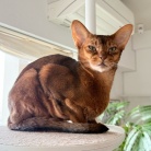 免疫力落ちた？蕁麻疹でて痒い߹-߹