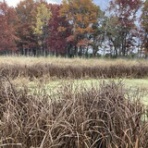 マディスン日々是好日