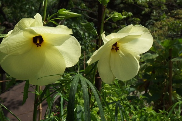 花信風 季節からのたより 夏の季語