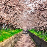 『倉安川の桜並木🌸 (4) / 岡山市中区桜橋』の画像