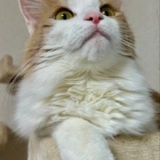 人間には見えないが猫には見えるものがある！？