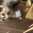 宇宙船の中と外、お昼寝の場所取り合戦